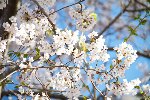 Cherry Blossoms in High Park Cherry Blossoms in High Park