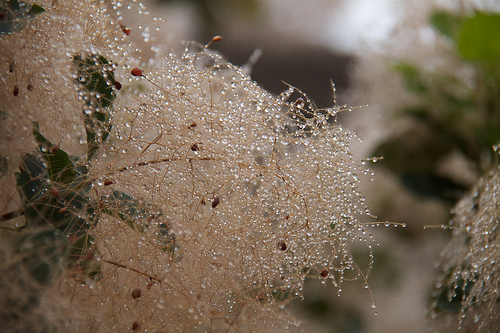 Soaked Smoke Bush