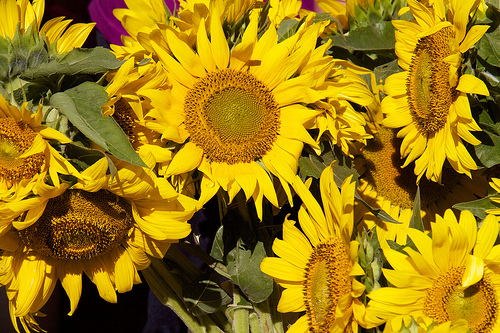 Sunflowers for sale