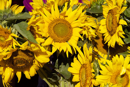 Sunflowers for sale Sunflowers for sale