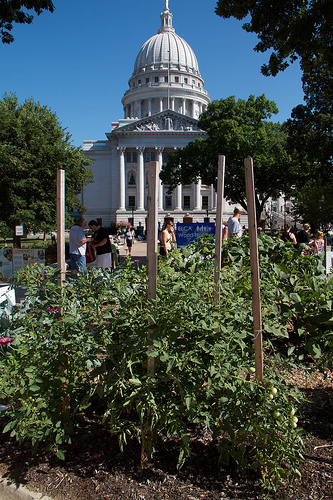 Community veg garden in the square Community veg garden in the square