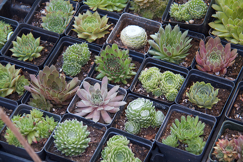 Succulents for sale at the market Succulents for sale at the market