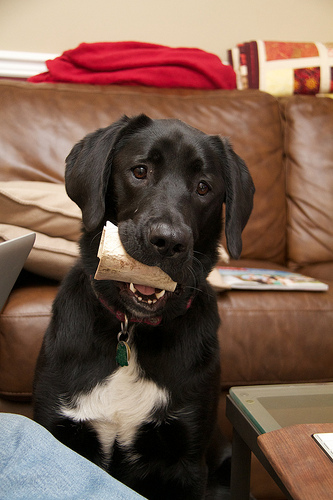 Bone? Bone?