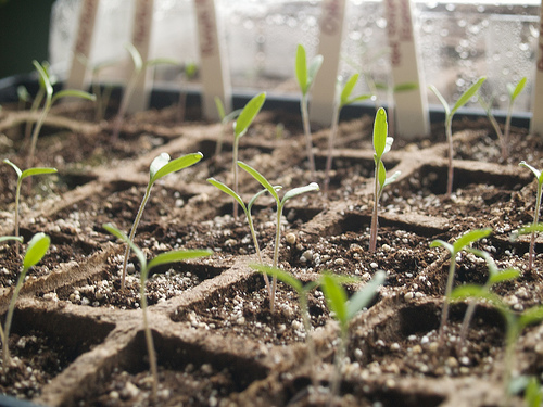 Tomato seedlings Tomato seedlings