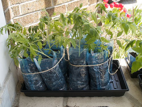 Tomato graduates potted in recycled milk bags