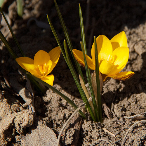 Spring Flowers