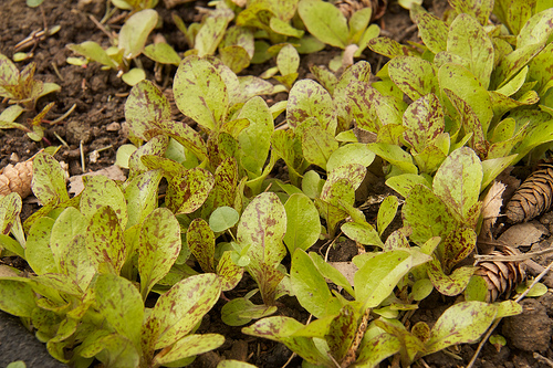 April Garden