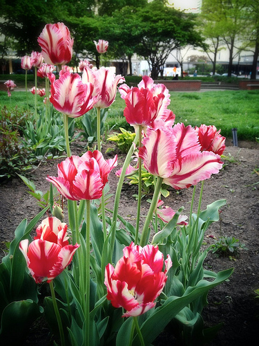 Tulip Beauties