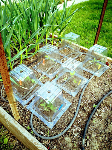 Tomato Plantlets