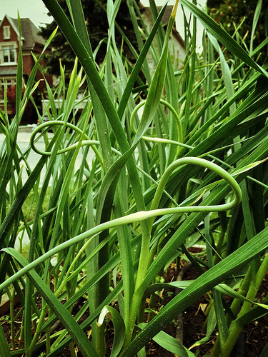 Garlic Scapes Garlic Scapes, prior to picking
