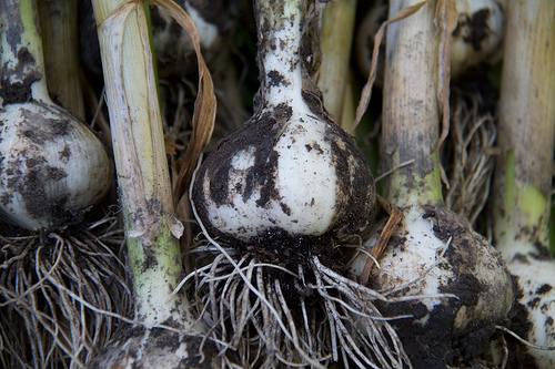Music Garlic Music Garlic