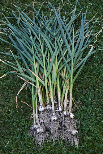 Music Garlic Music Garlic
