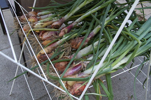 Shallots Shallots