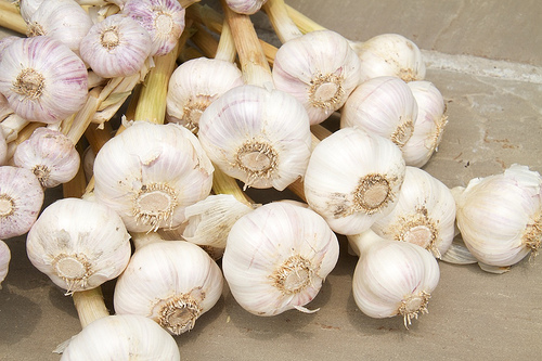Cured Music garlic Cured Music garlic