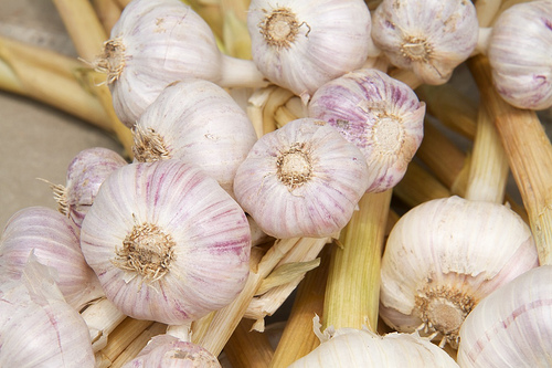 Cured Purple Glazer garlic