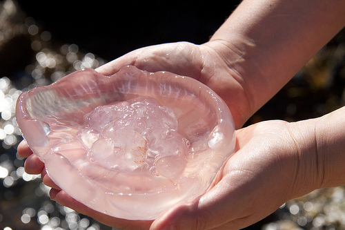Glass Jellyfish, Verdens Ende, Norway Glass Jellyfish, Verdens Ende, Norway