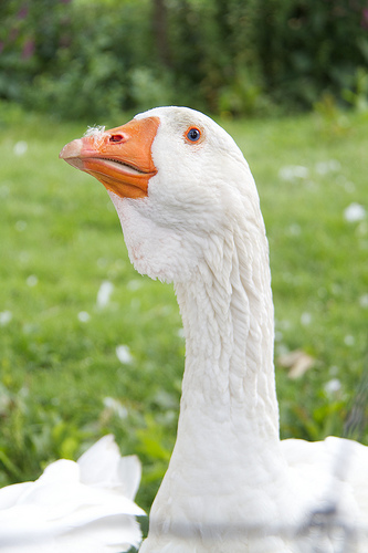 Cheeky goose at the Jærmuseet