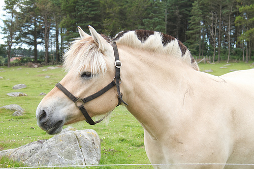 And of coures, a Fjord Horse, with an awesome mane-do