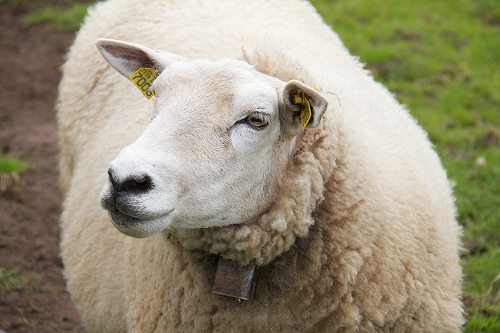 Friendly Norwegian sheep at the Jærmuseet