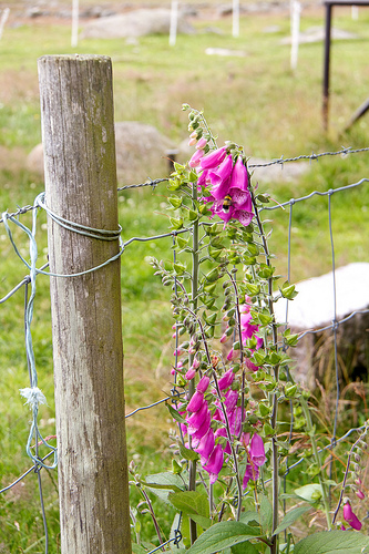 Pretty fence post at the Jærmuseet Pretty fence post at the Jærmuseet