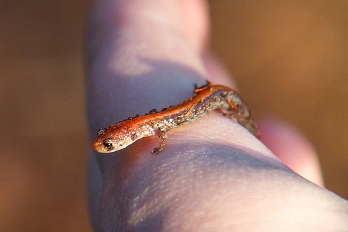 Eastern Red-Backed Salamander Eastern Red-Backed Salamander