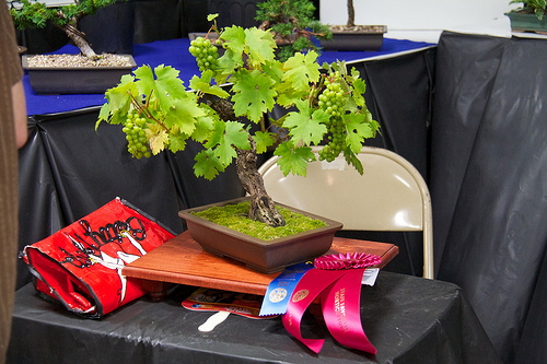 Bonsai Grapevine?! WHAT?