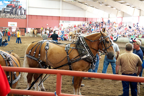 Wisconsin State Fair Horse Pulls