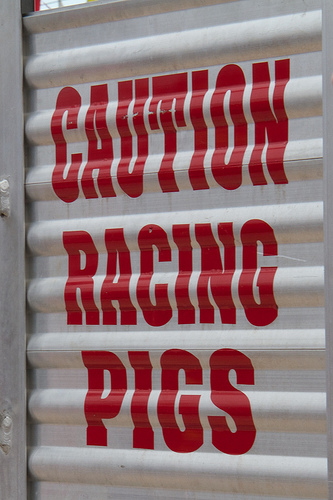 Caution - Racing Pigs!