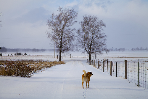 Winter Farm