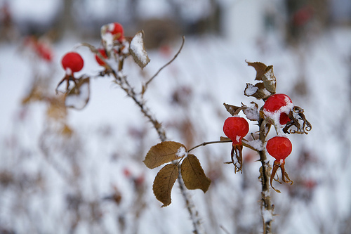 Winter Farm