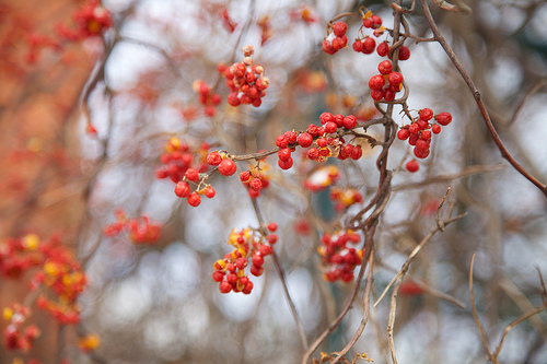 Bittersweet Winter Farm