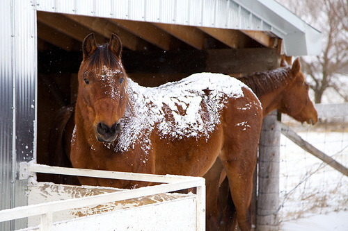 Rainman and Penny Winter Farm