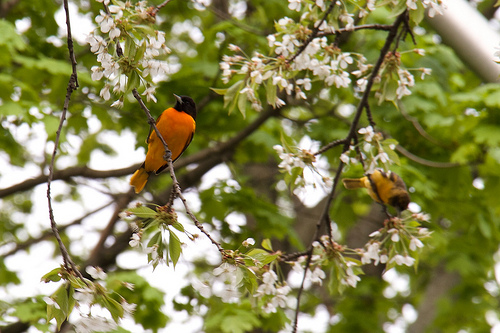 Oriole party