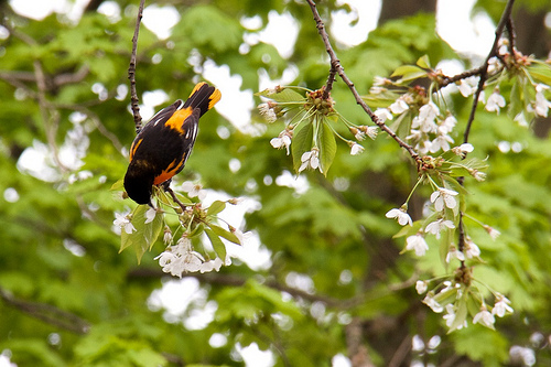 Oriole party