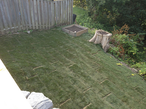 Backyard landscaping