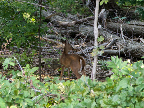 Deer in the Ravine