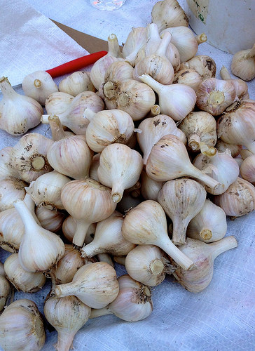 Garlic Trimming Day