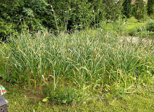 Garlic in the garden