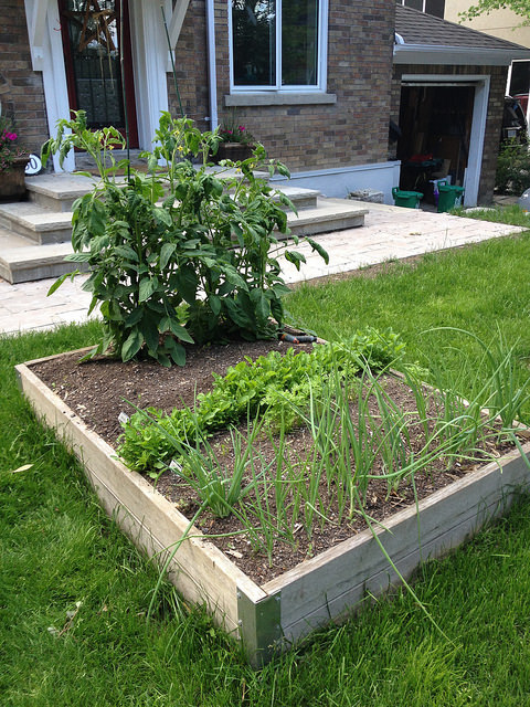 New raised bed #2