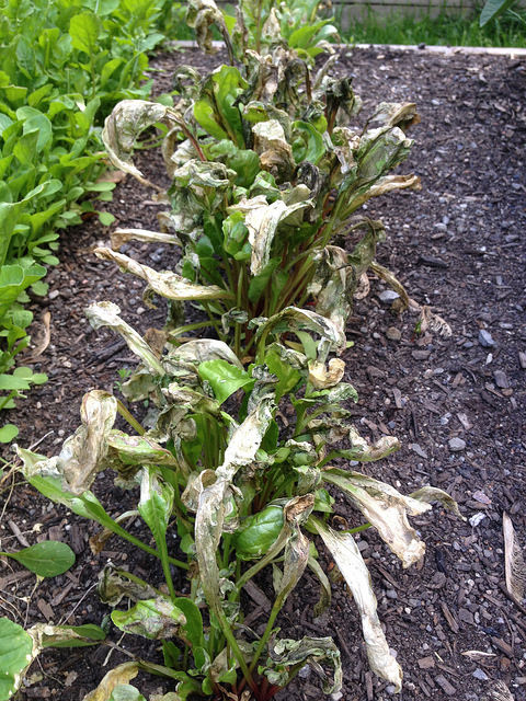 Suspected beet army worm infestation