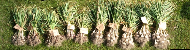 Garlic Harvest