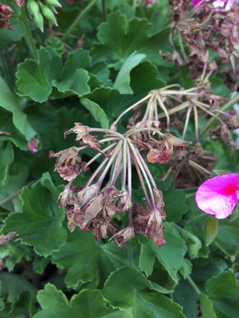 A geranium deadhead.