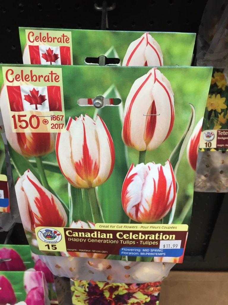 Happy Generation Tulips
